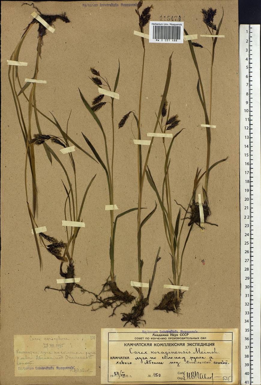 Carex scita var. riishirensis (Franch.) Kük., Siberia, Chukotka & Kamchatka (S7) (Russia)