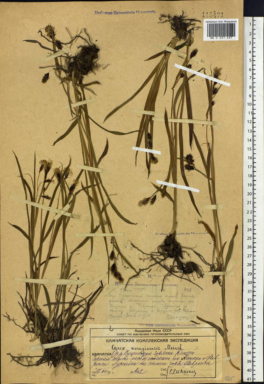 Carex scita var. riishirensis (Franch.) Kük., Siberia, Chukotka & Kamchatka (S7) (Russia)
