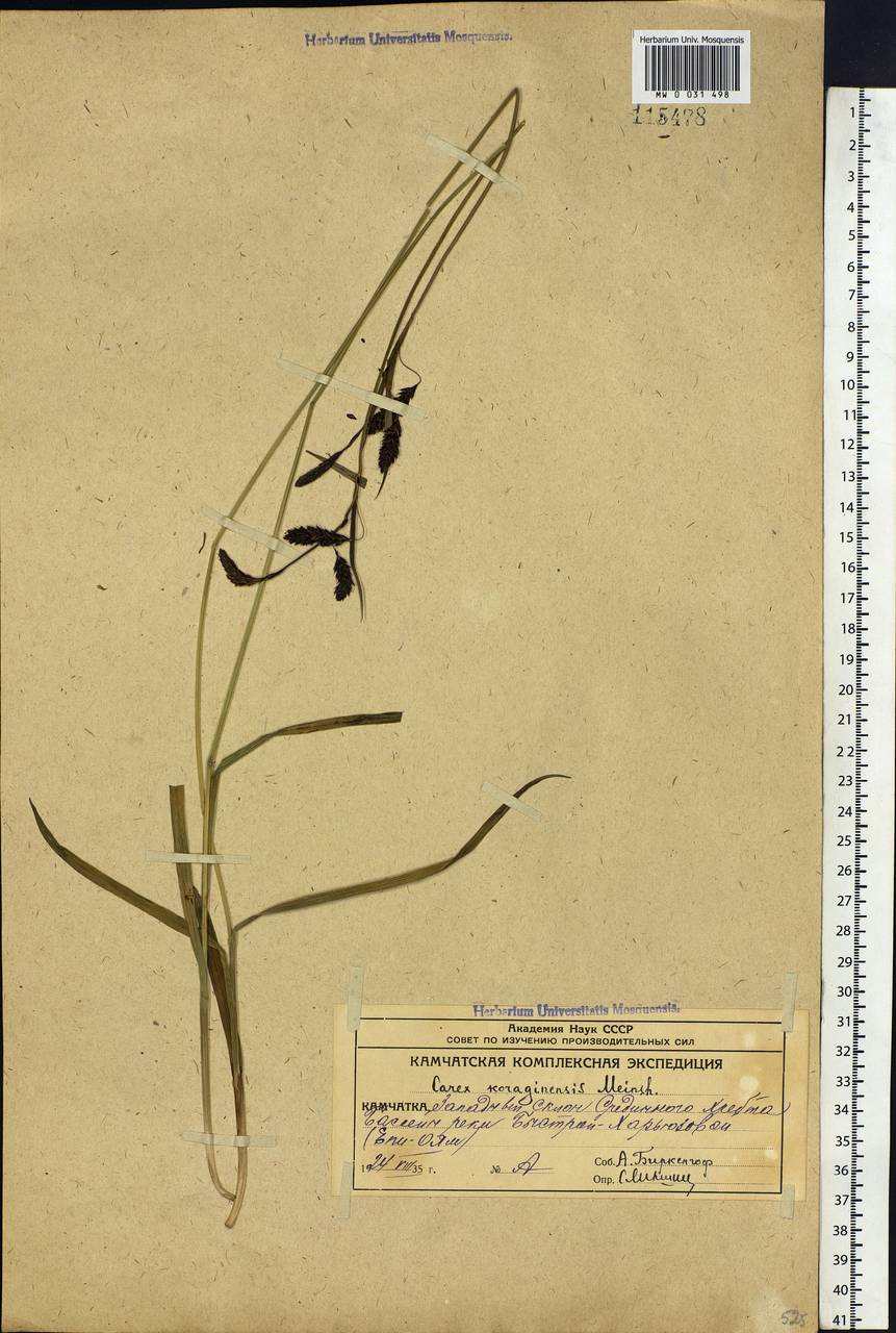 Carex scita var. riishirensis (Franch.) Kük., Siberia, Chukotka & Kamchatka (S7) (Russia)