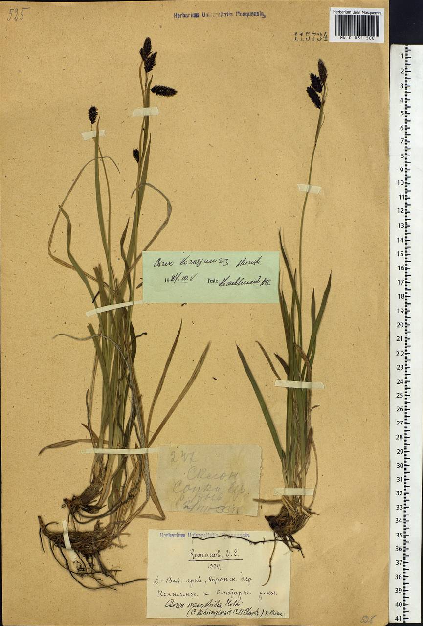 Carex scita var. riishirensis (Franch.) Kük., Siberia, Chukotka & Kamchatka (S7) (Russia)