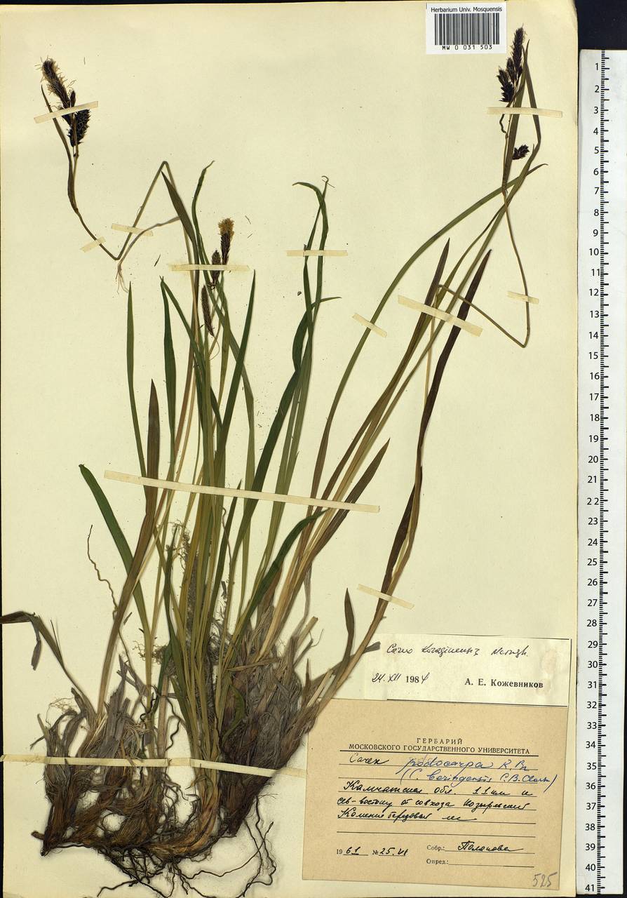 Carex scita var. riishirensis (Franch.) Kük., Siberia, Chukotka & Kamchatka (S7) (Russia)