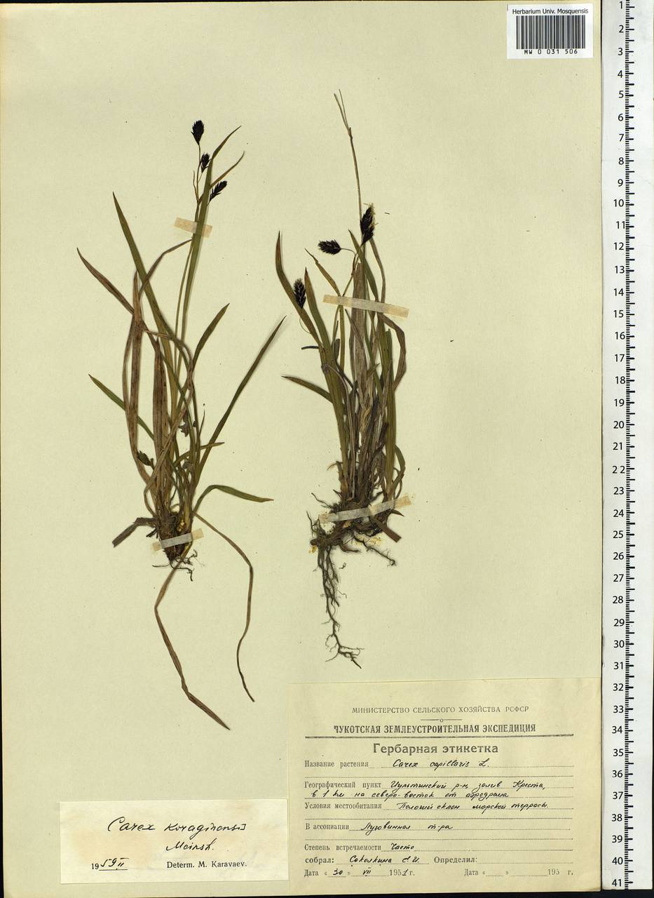 Carex scita var. riishirensis (Franch.) Kük., Siberia, Chukotka & Kamchatka (S7) (Russia)