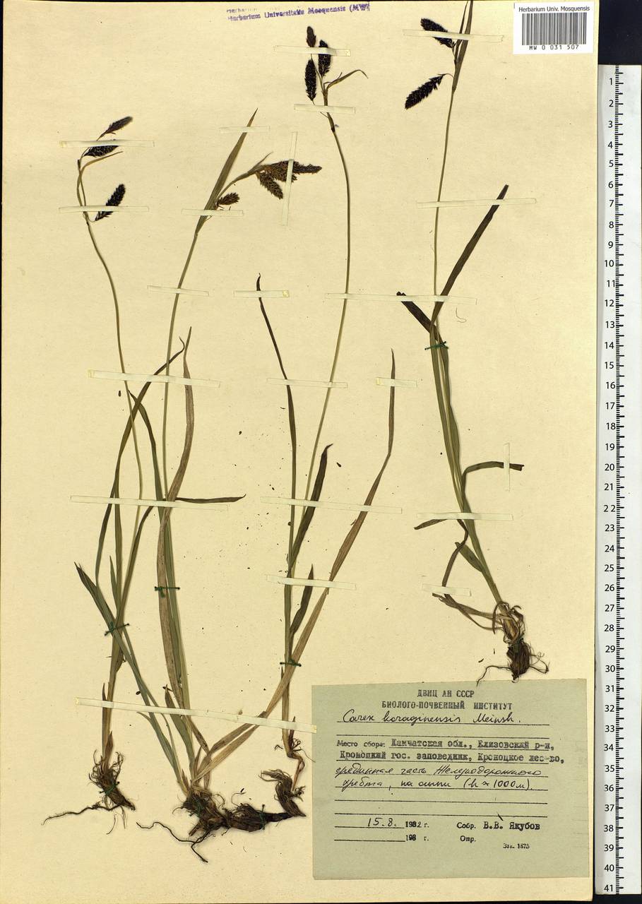 Carex scita var. riishirensis (Franch.) Kük., Siberia, Chukotka & Kamchatka (S7) (Russia)