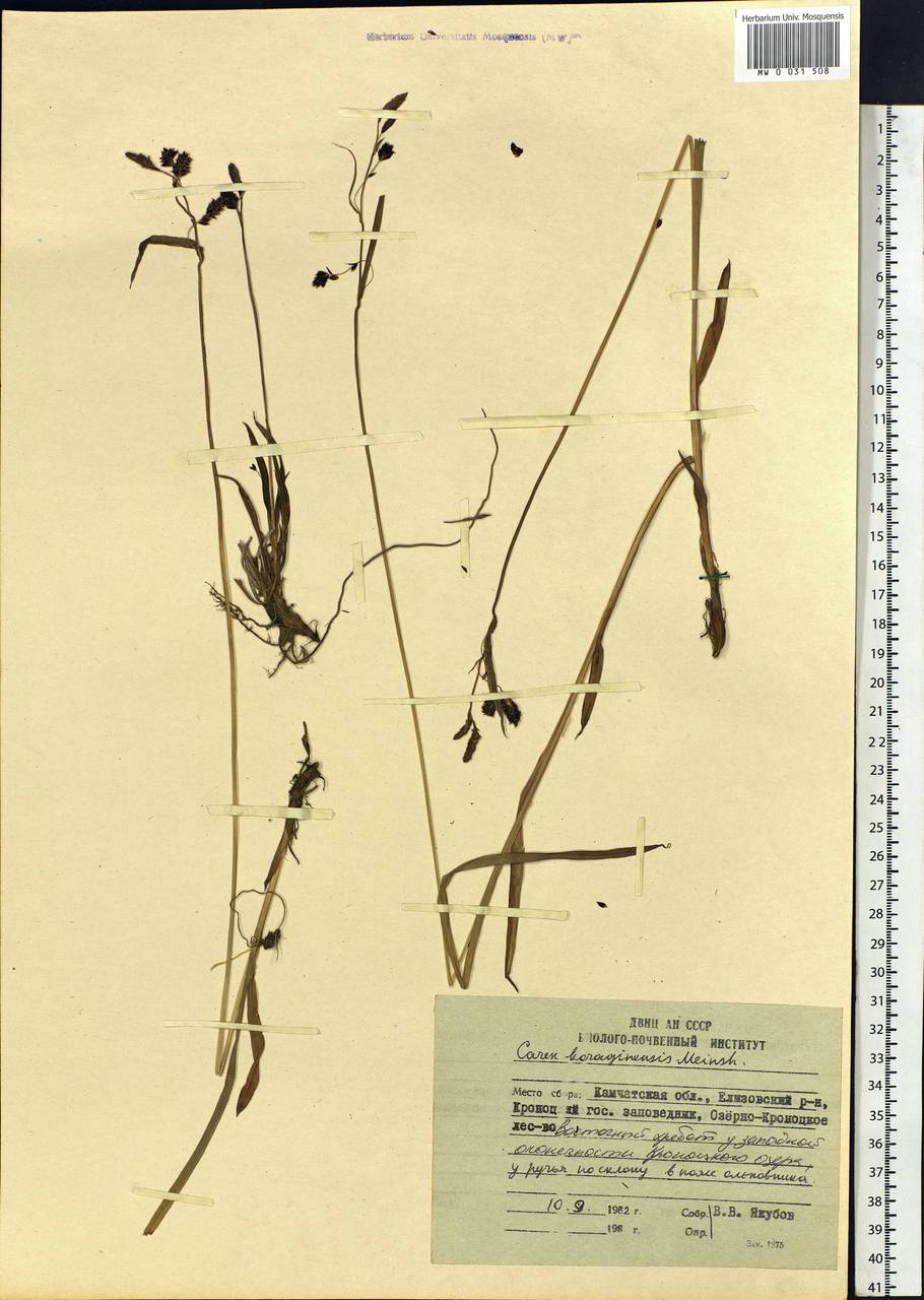 Carex scita var. riishirensis (Franch.) Kük., Siberia, Chukotka & Kamchatka (S7) (Russia)