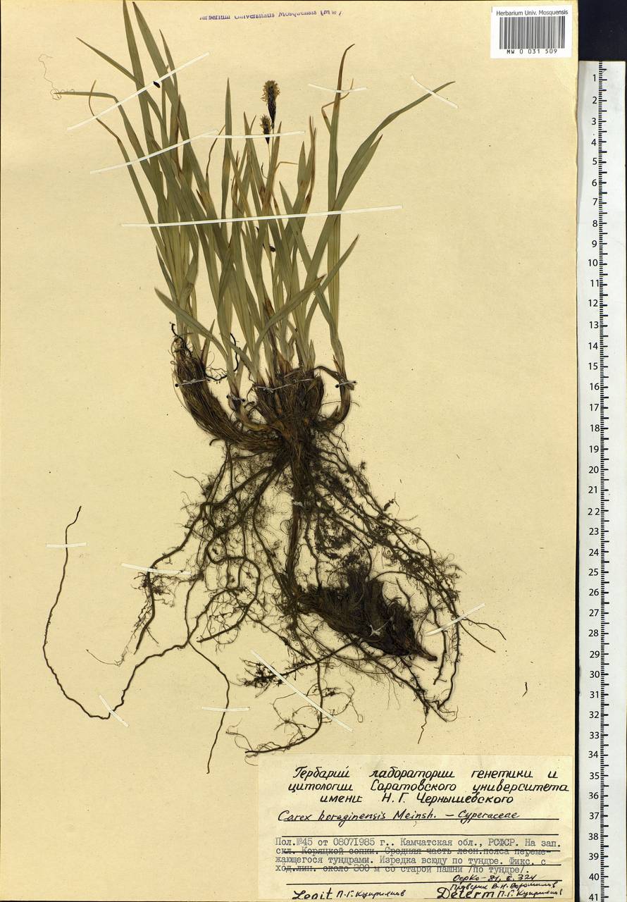 Carex scita var. riishirensis (Franch.) Kük., Siberia, Chukotka & Kamchatka (S7) (Russia)