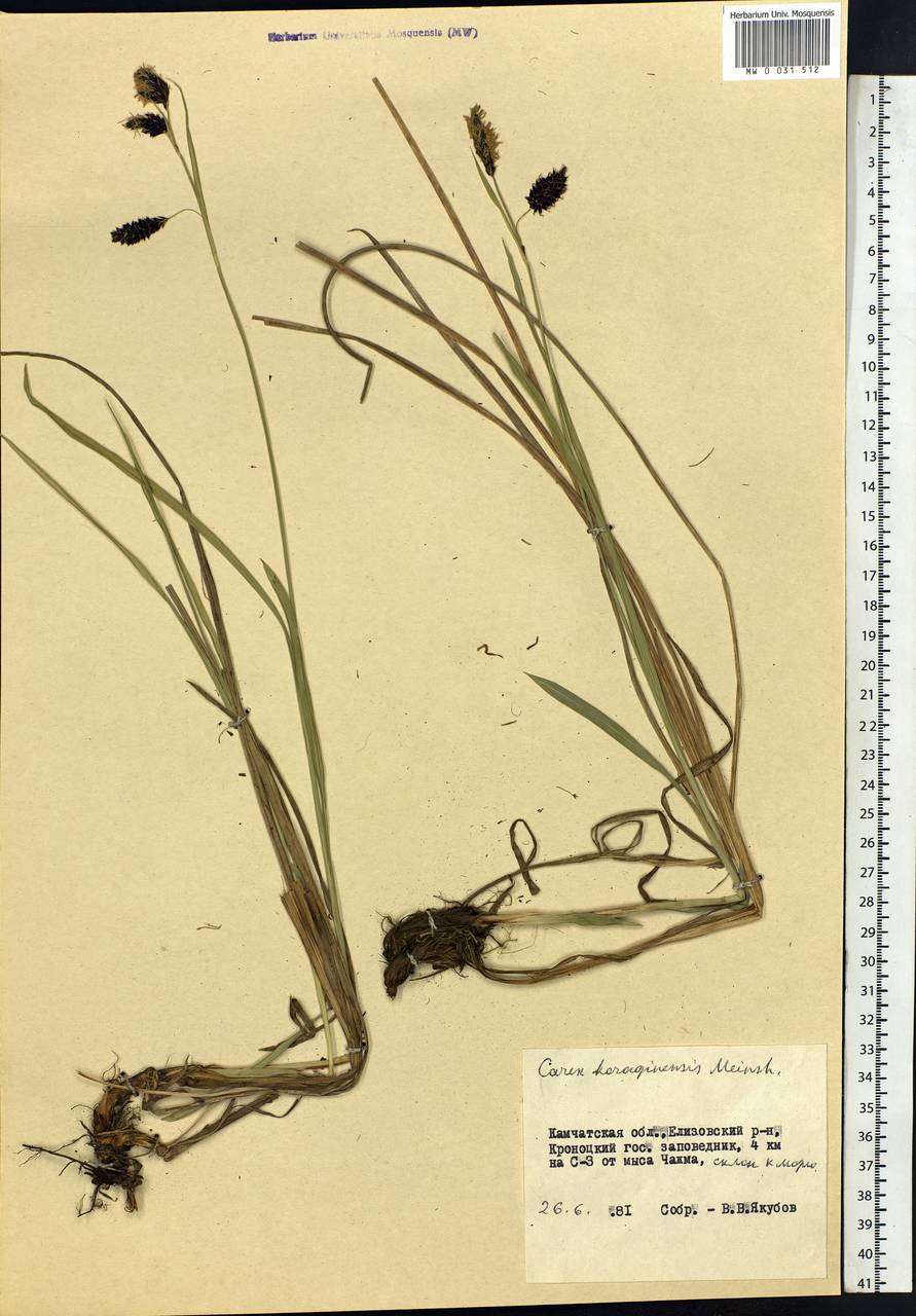 Carex scita var. riishirensis (Franch.) Kük., Siberia, Chukotka & Kamchatka (S7) (Russia)