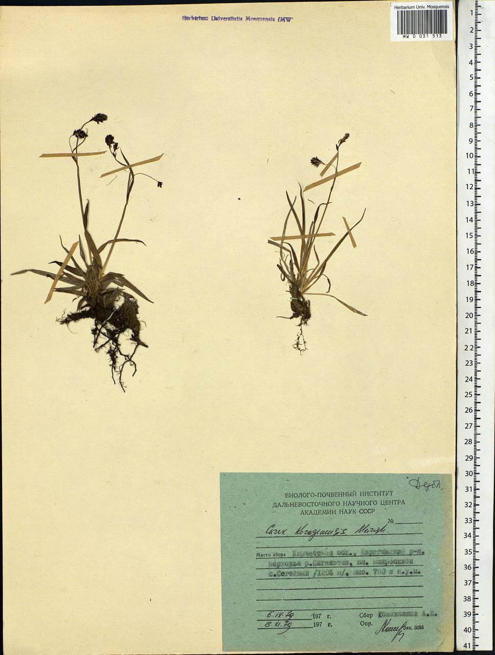 Carex scita var. riishirensis (Franch.) Kük., Siberia, Chukotka & Kamchatka (S7) (Russia)