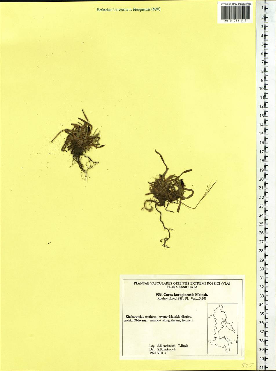 Carex scita var. riishirensis (Franch.) Kük., Siberia, Russian Far East (S6) (Russia)