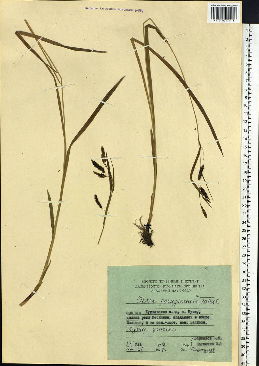 Carex scita var. riishirensis (Franch.) Kük., Siberia, Russian Far East (S6) (Russia)