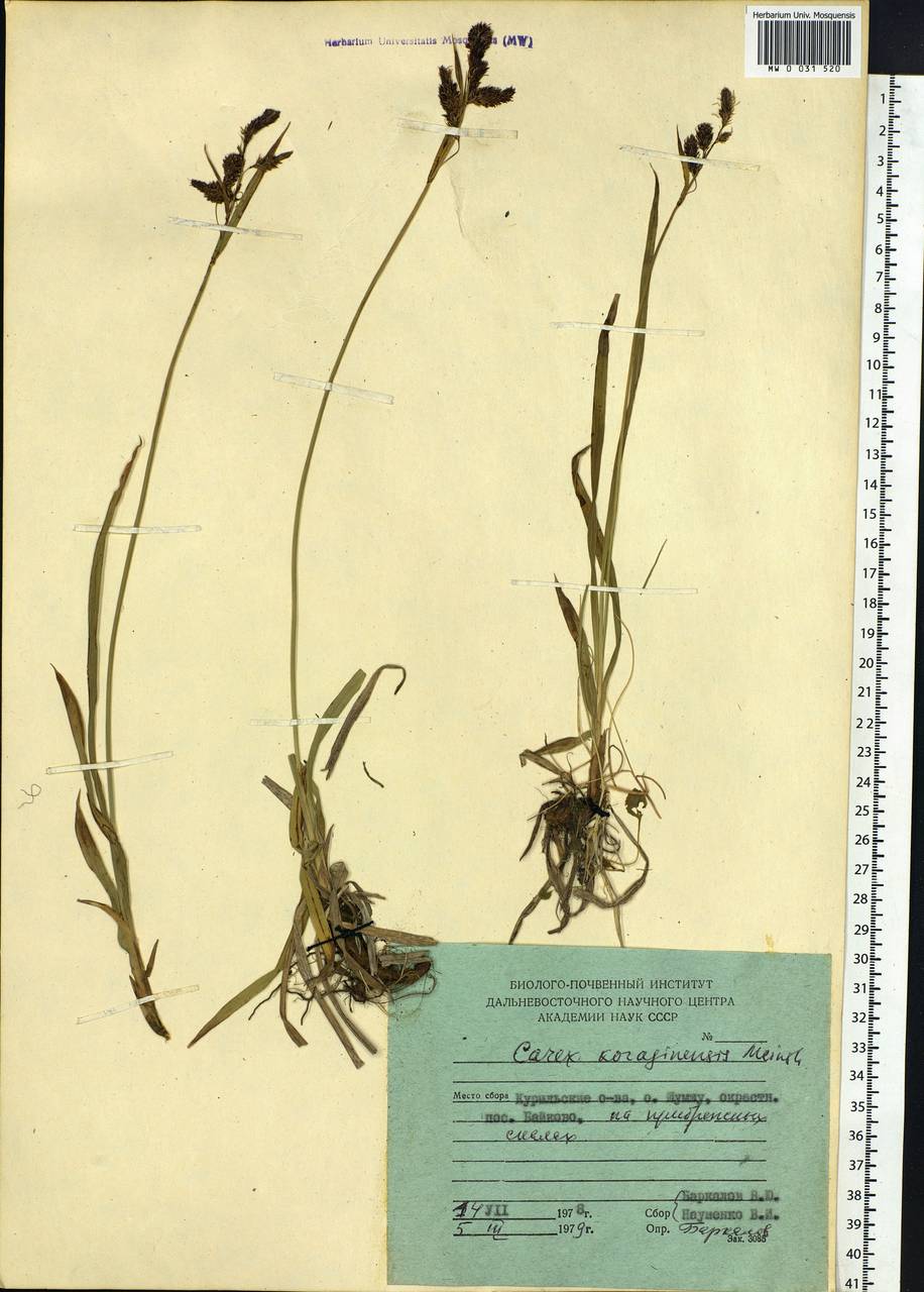 Carex scita var. riishirensis (Franch.) Kük., Siberia, Russian Far East (S6) (Russia)
