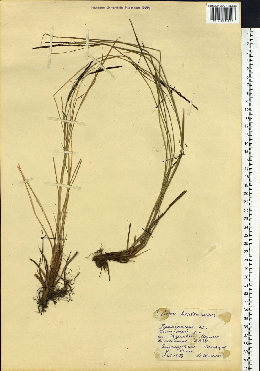 Carex lasiocarpa var. occultans (Franch.) Kük., Siberia, Russian Far East (S6) (Russia)