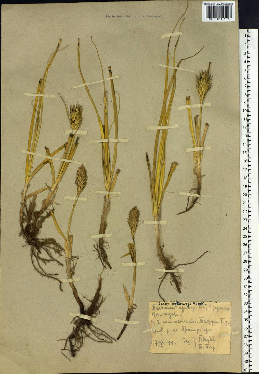 Carex kobomugi Ohwi, Siberia, Russian Far East (S6) (Russia)