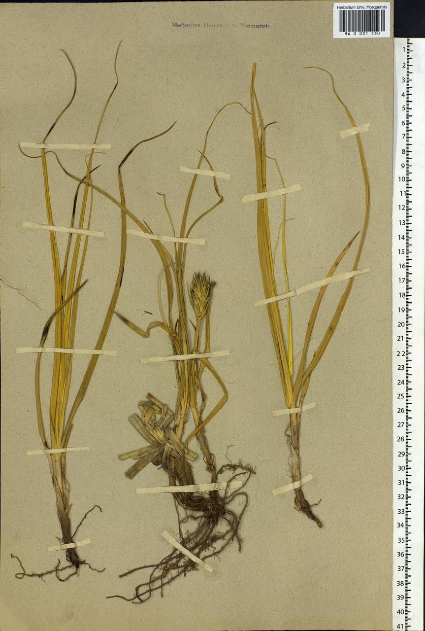 MW0031530, Carex kobomugi (Осока кобомуги), specimen