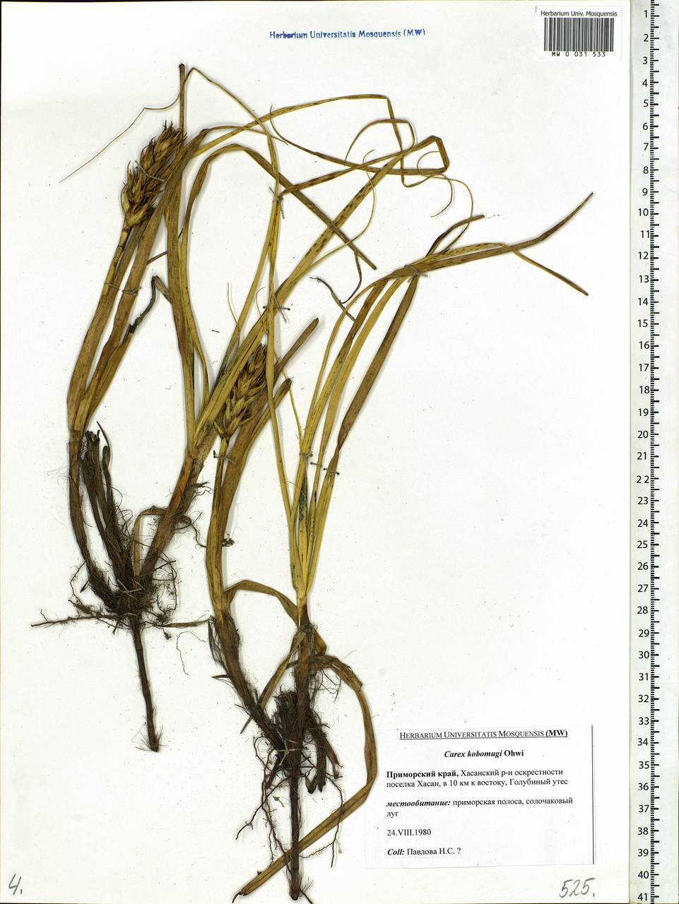 Carex kobomugi Ohwi, Siberia, Russian Far East (S6) (Russia)