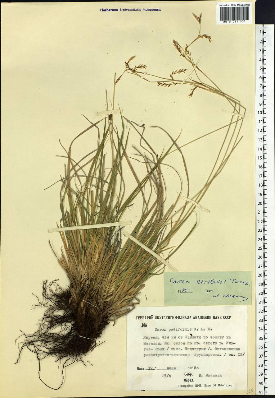 Carex pediformis var. pediformis, Siberia, Yakutia (S5) (Russia)