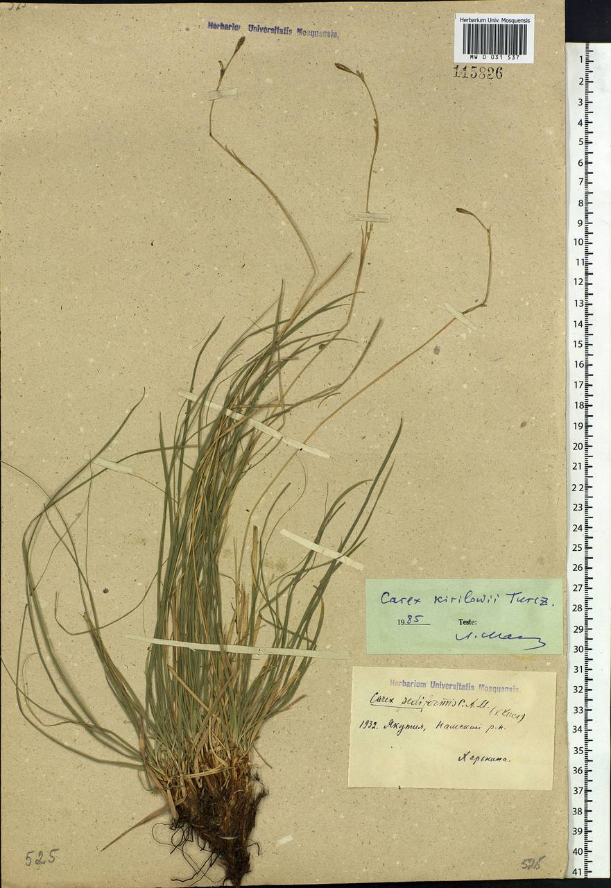 Carex pediformis var. pediformis, Siberia, Yakutia (S5) (Russia)