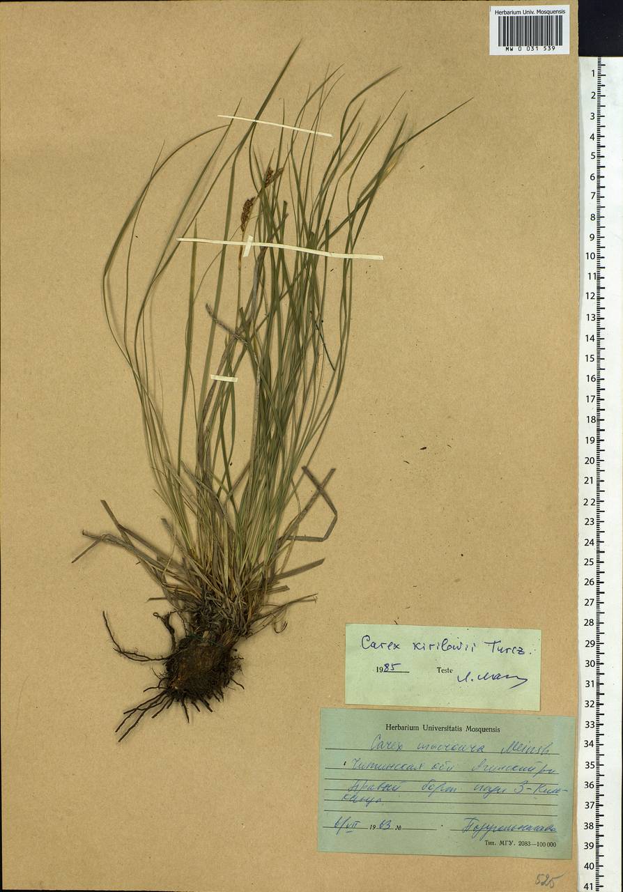 Carex pediformis var. pediformis, Siberia, Baikal & Transbaikal region (S4) (Russia)