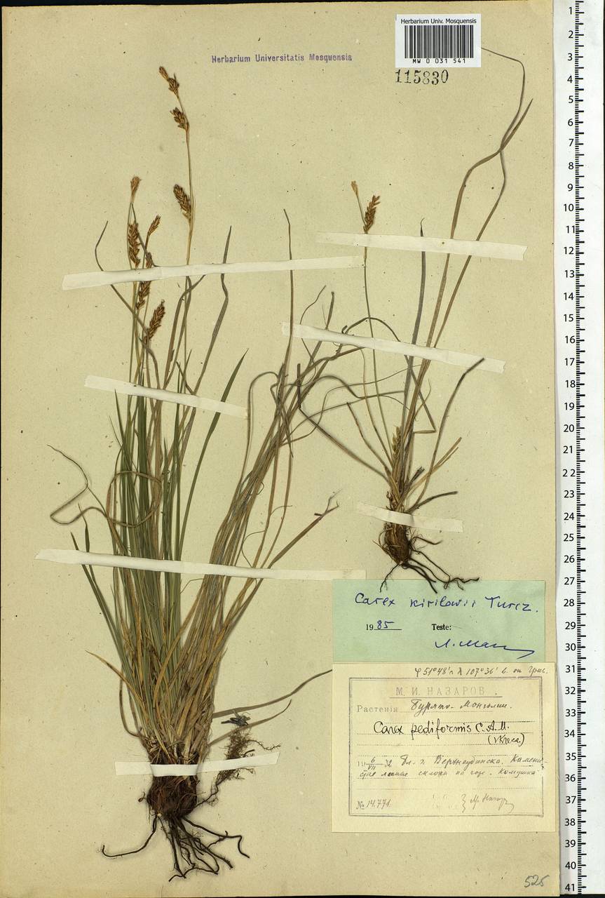 Carex pediformis var. pediformis, Siberia, Baikal & Transbaikal region (S4) (Russia)