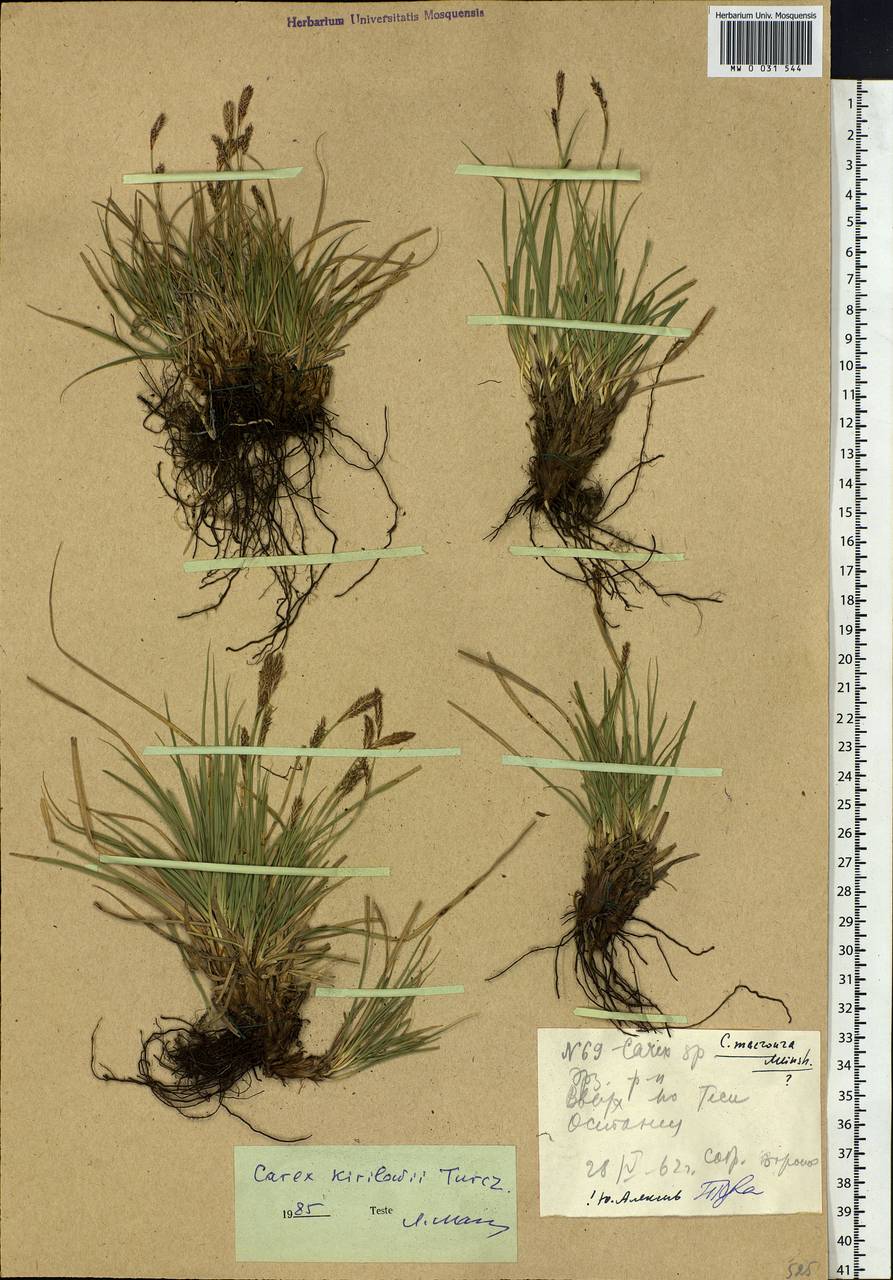 Carex pediformis var. pediformis, Siberia, Altai & Sayany Mountains (S2) (Russia)