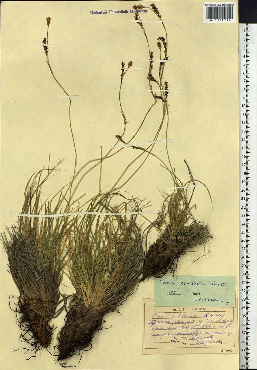 Carex pediformis var. pediformis, Siberia, Altai & Sayany Mountains (S2) (Russia)