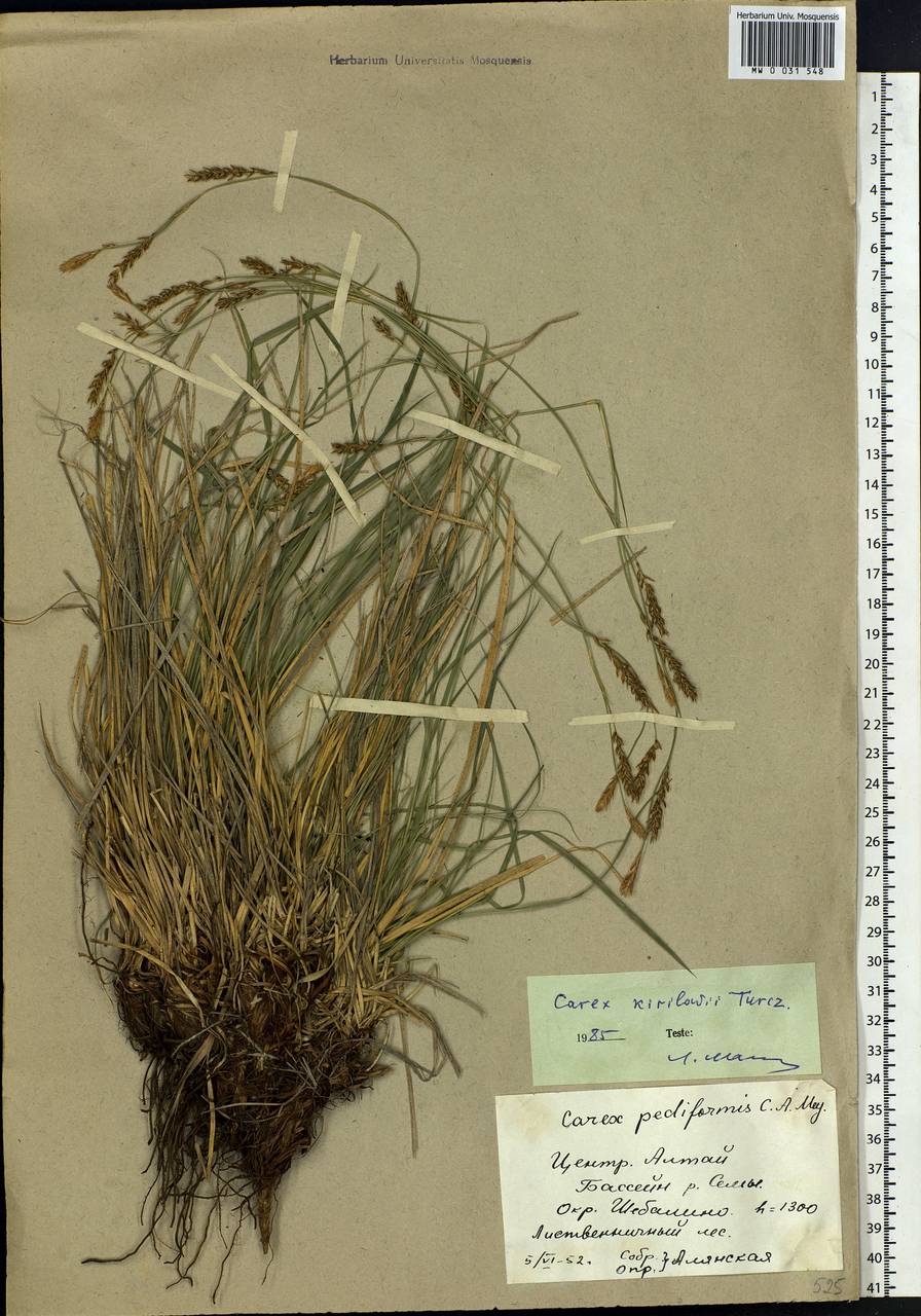 Carex pediformis var. pediformis, Siberia, Altai & Sayany Mountains (S2) (Russia)