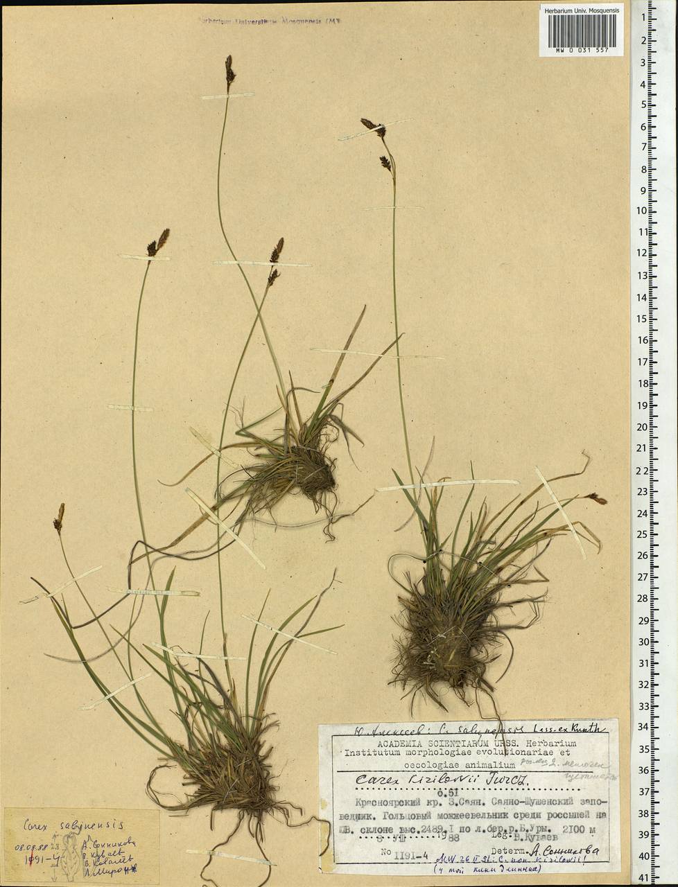 Carex pediformis var. pediformis, Siberia, Altai & Sayany Mountains (S2) (Russia)