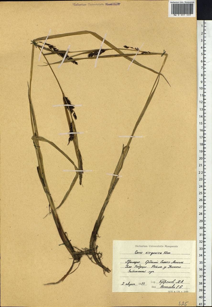 Carex kirganica Kom., Siberia, Russian Far East (S6) (Russia)