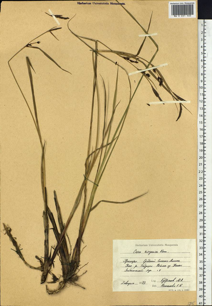 Carex kirganica Kom., Siberia, Russian Far East (S6) (Russia)