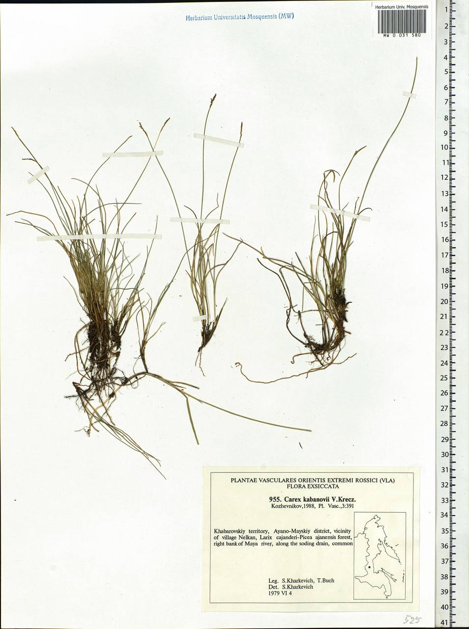 Carex kabanovii V.I.Krecz., Siberia, Russian Far East (S6) (Russia)