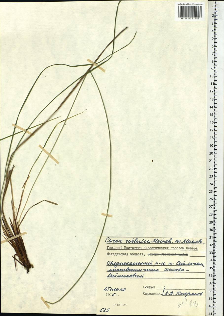 Carex nigra subsp. juncea (Fr.) Soó, Siberia, Chukotka & Kamchatka (S7) (Russia)