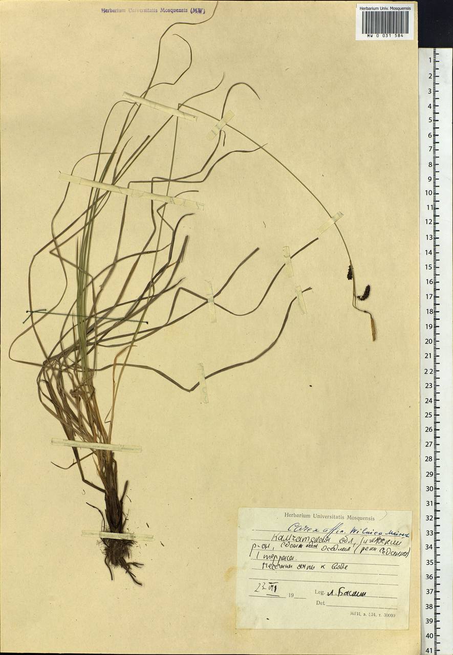 Carex nigra subsp. juncea (Fr.) Soó, Siberia, Chukotka & Kamchatka (S7) (Russia)