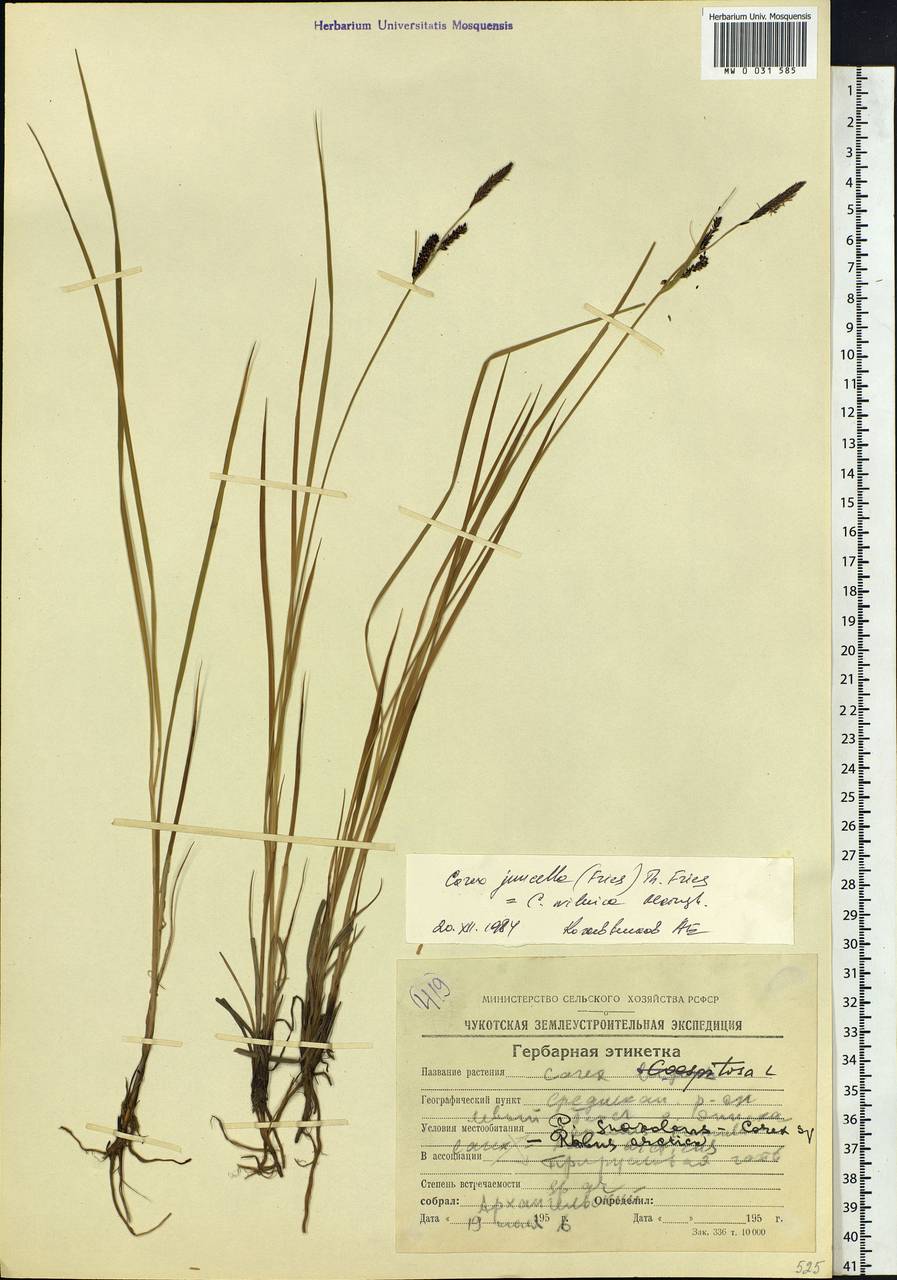 Carex nigra subsp. juncea (Fr.) Soó, Siberia, Chukotka & Kamchatka (S7) (Russia)