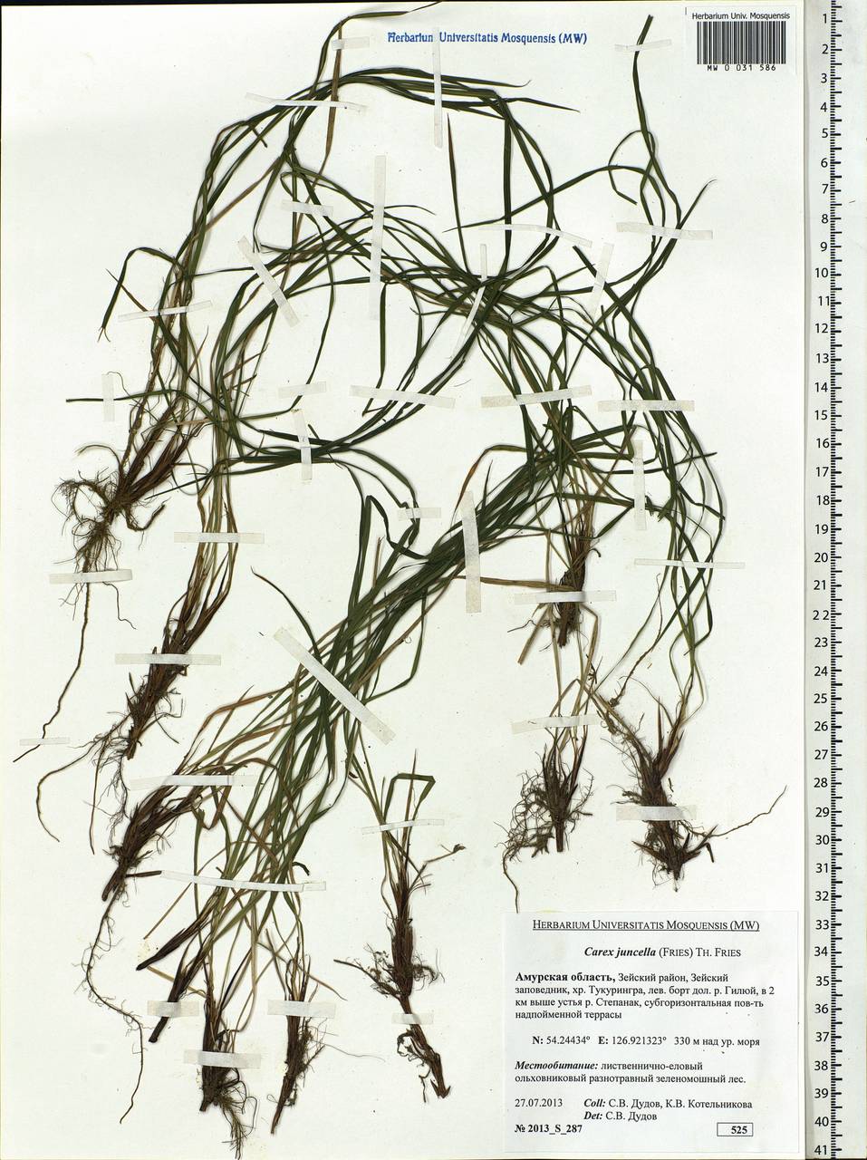 Carex nigra subsp. juncea (Fr.) Soó, Siberia, Russian Far East (S6) (Russia)