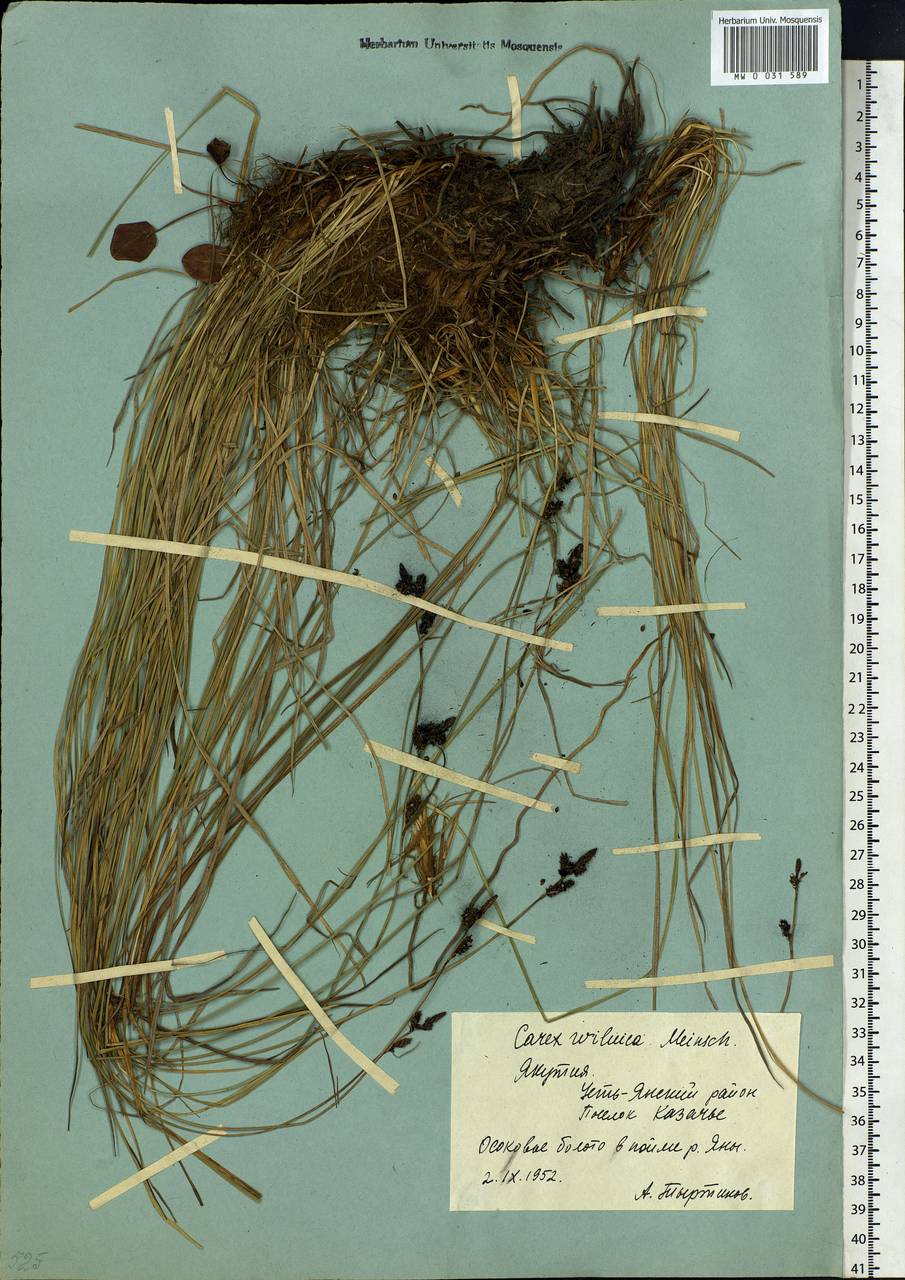 Carex nigra subsp. juncea (Fr.) Soó, Siberia, Yakutia (S5) (Russia)