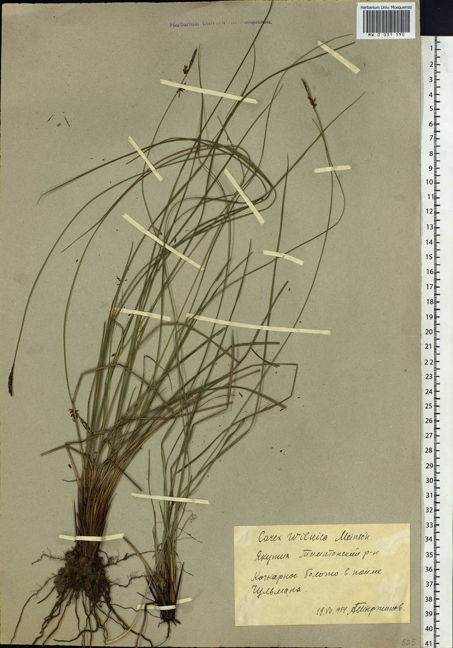 Carex nigra subsp. juncea (Fr.) Soó, Siberia, Yakutia (S5) (Russia)