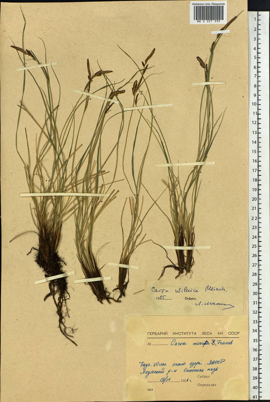 Carex nigra subsp. juncea (Fr.) Soó, Siberia, Yakutia (S5) (Russia)