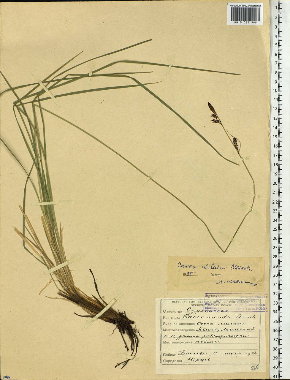 Carex nigra subsp. juncea (Fr.) Soó, Siberia, Yakutia (S5) (Russia)