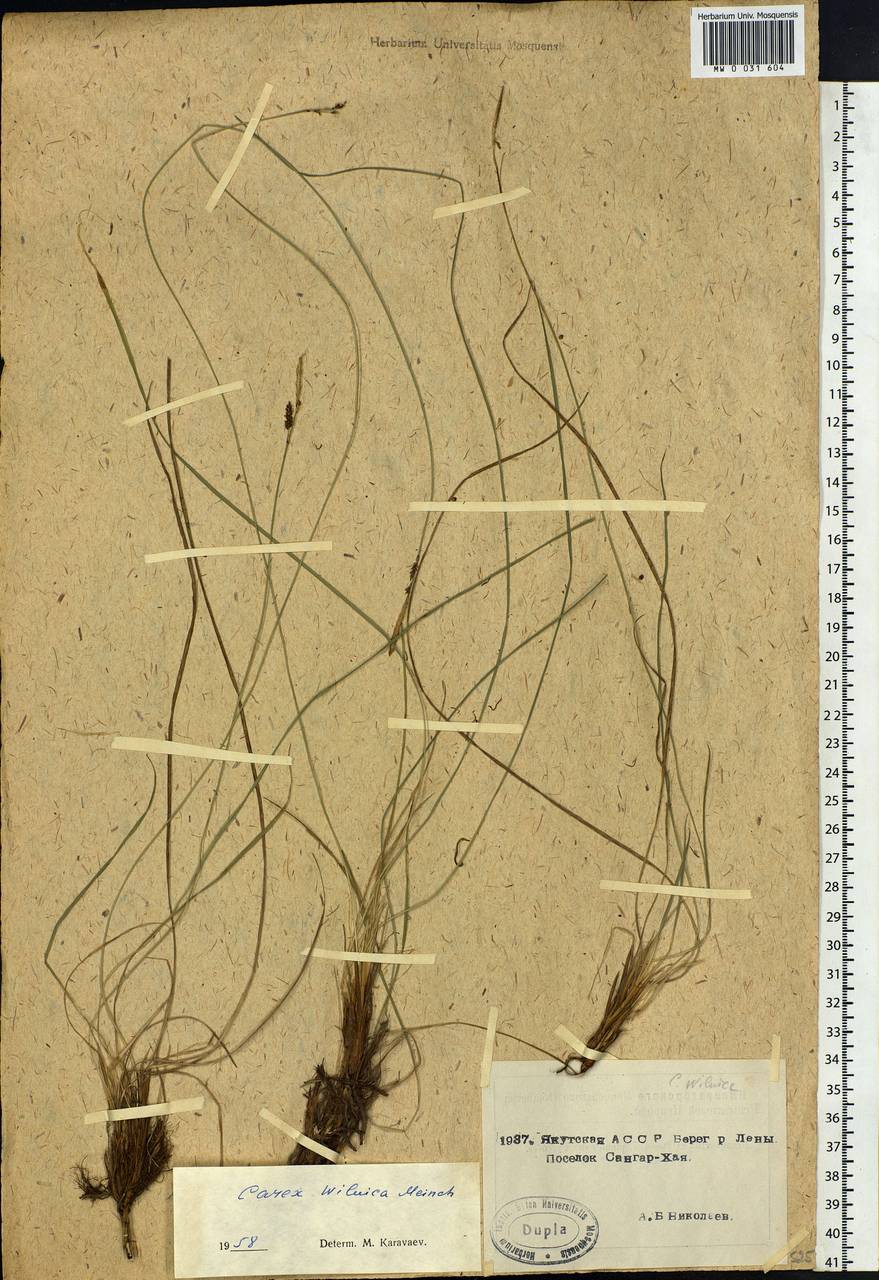 Carex nigra subsp. juncea (Fr.) Soó, Siberia, Yakutia (S5) (Russia)