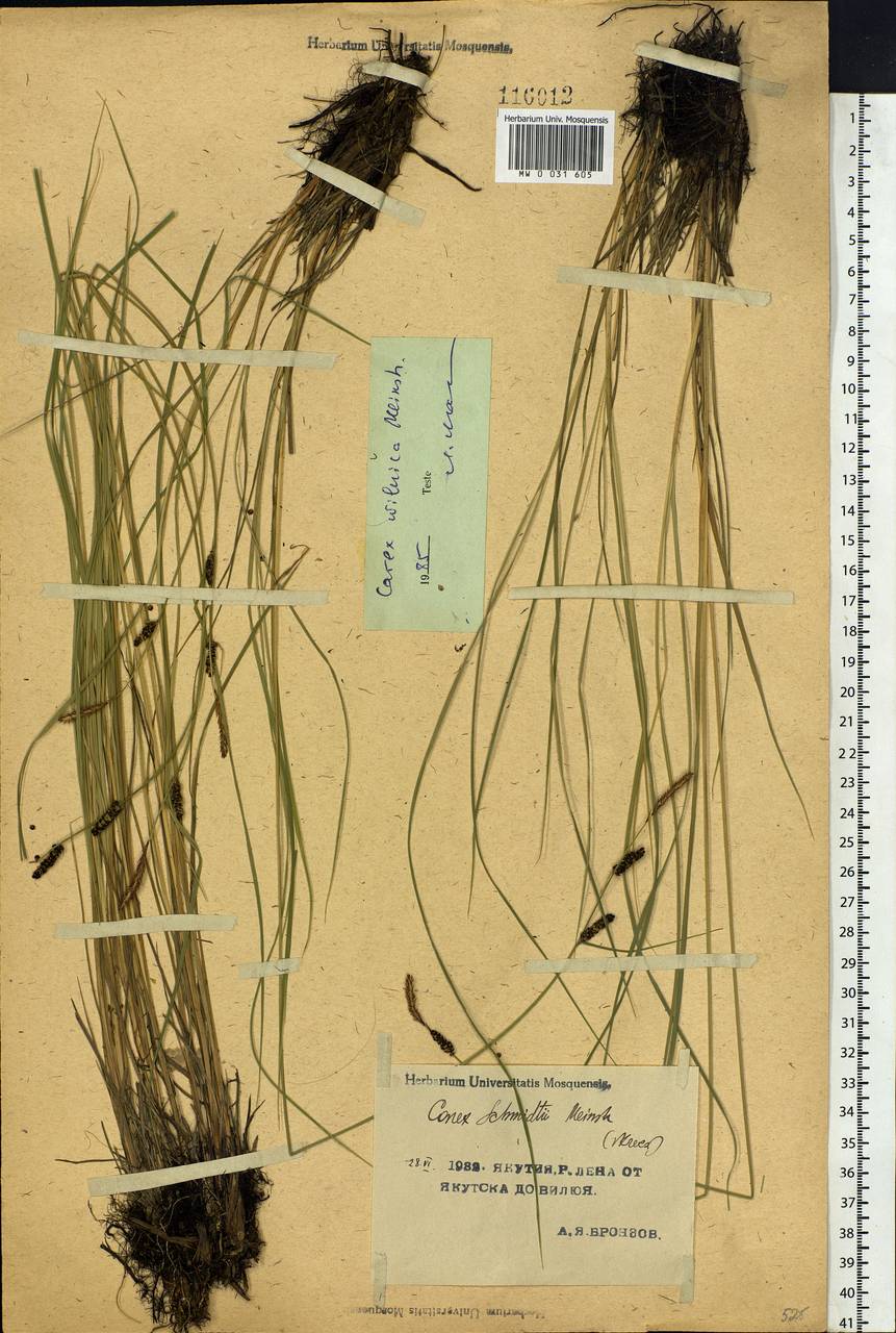 Carex nigra subsp. juncea (Fr.) Soó, Siberia, Yakutia (S5) (Russia)