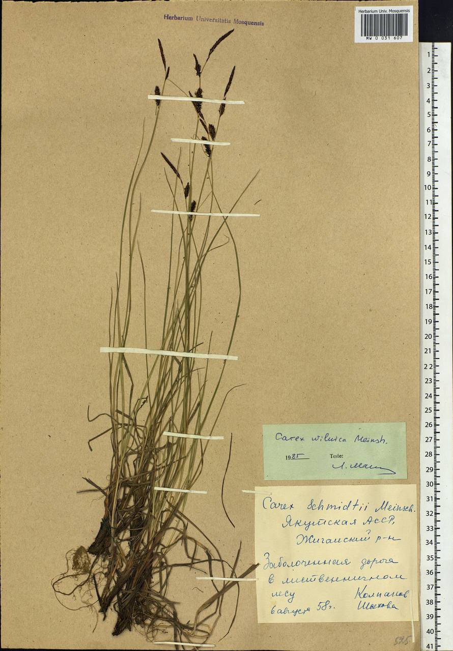 Carex nigra subsp. juncea (Fr.) Soó, Siberia, Yakutia (S5) (Russia)