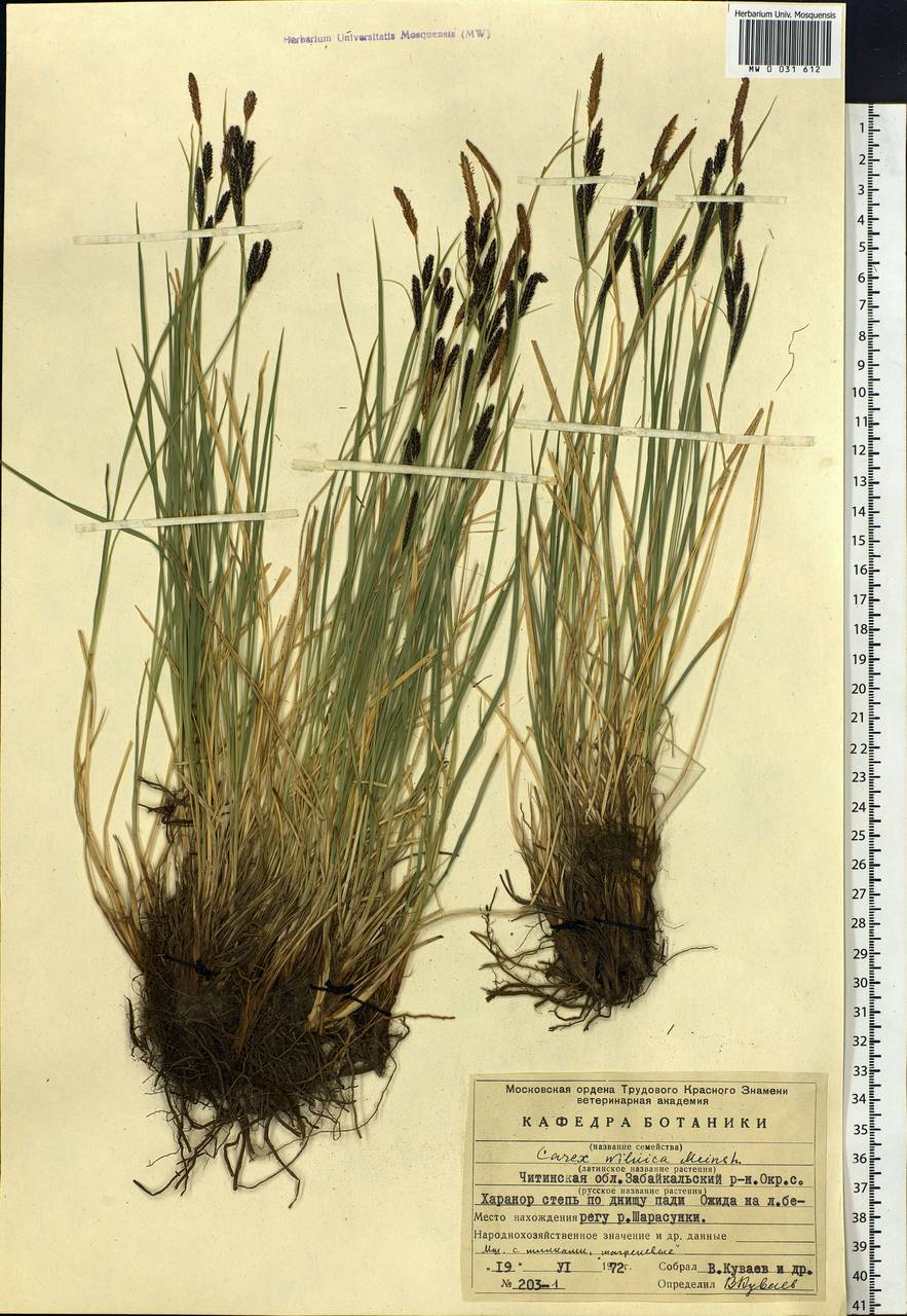 Carex nigra subsp. juncea (Fr.) Soó, Siberia, Baikal & Transbaikal region (S4) (Russia)