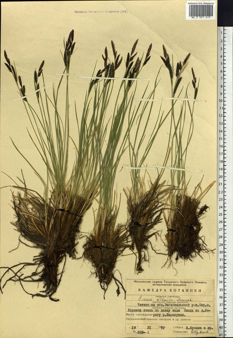 Carex nigra subsp. juncea (Fr.) Soó, Siberia, Baikal & Transbaikal region (S4) (Russia)