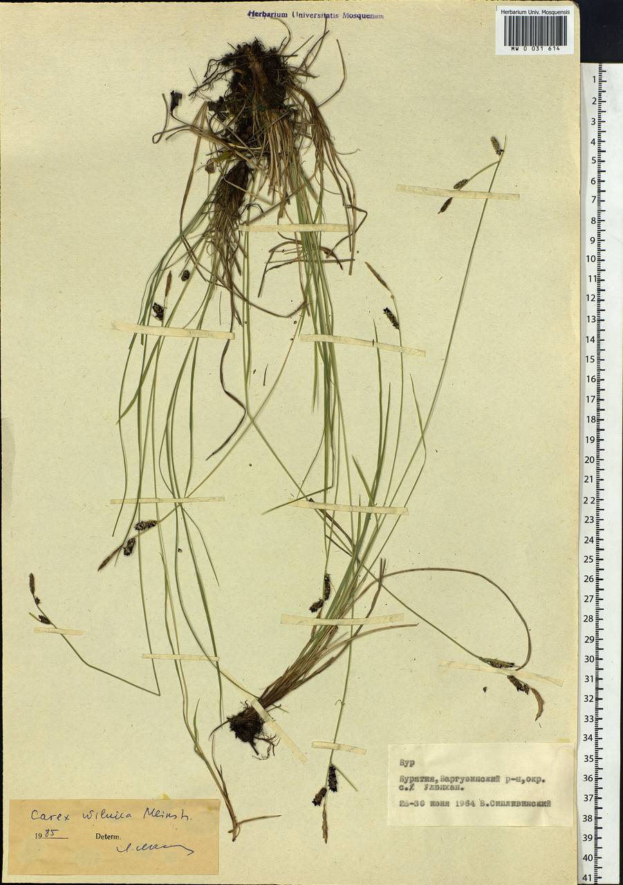 Carex nigra subsp. juncea (Fr.) Soó, Siberia, Baikal & Transbaikal region (S4) (Russia)