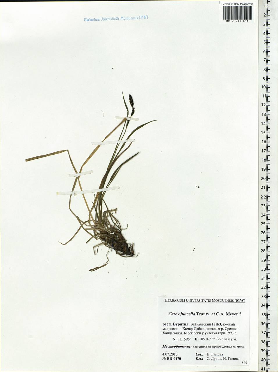 Carex nigra subsp. juncea (Fr.) Soó, Siberia, Baikal & Transbaikal region (S4) (Russia)