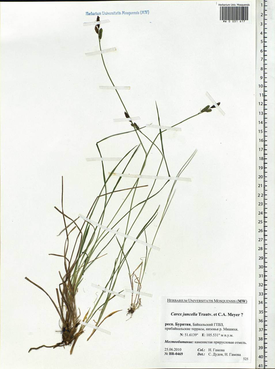Carex nigra subsp. juncea (Fr.) Soó, Siberia, Baikal & Transbaikal region (S4) (Russia)