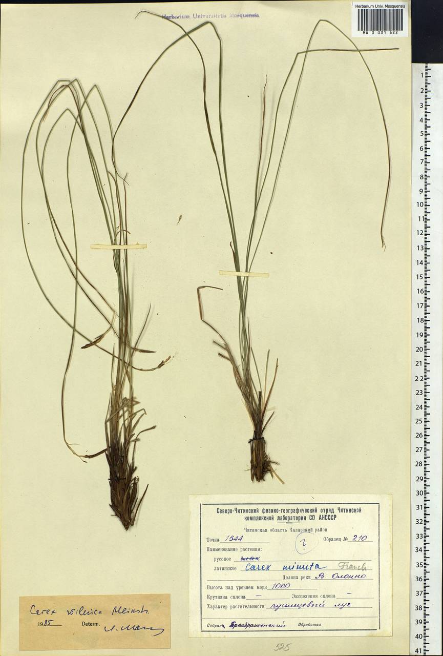 Carex nigra subsp. juncea (Fr.) Soó, Siberia, Baikal & Transbaikal region (S4) (Russia)