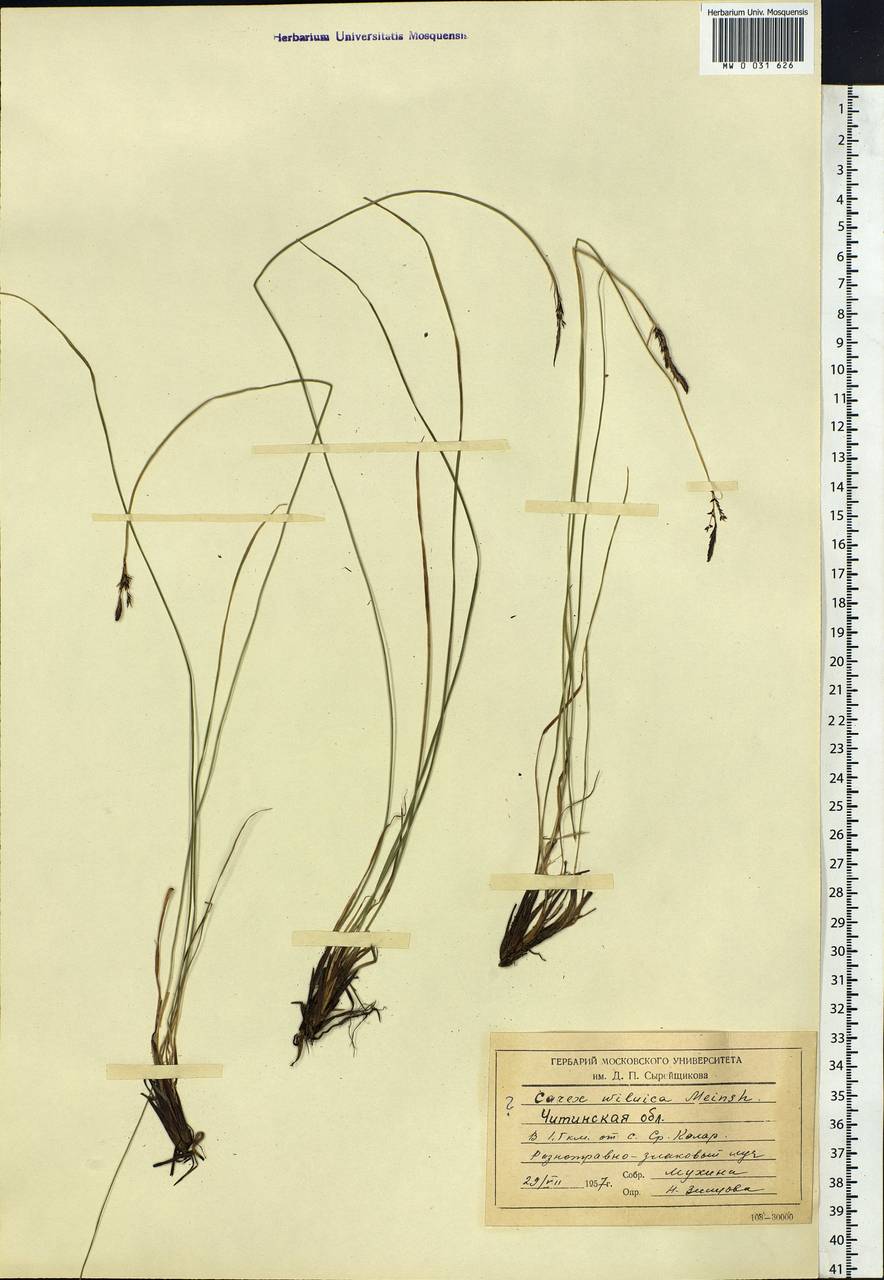 Carex nigra subsp. juncea (Fr.) Soó, Siberia, Baikal & Transbaikal region (S4) (Russia)