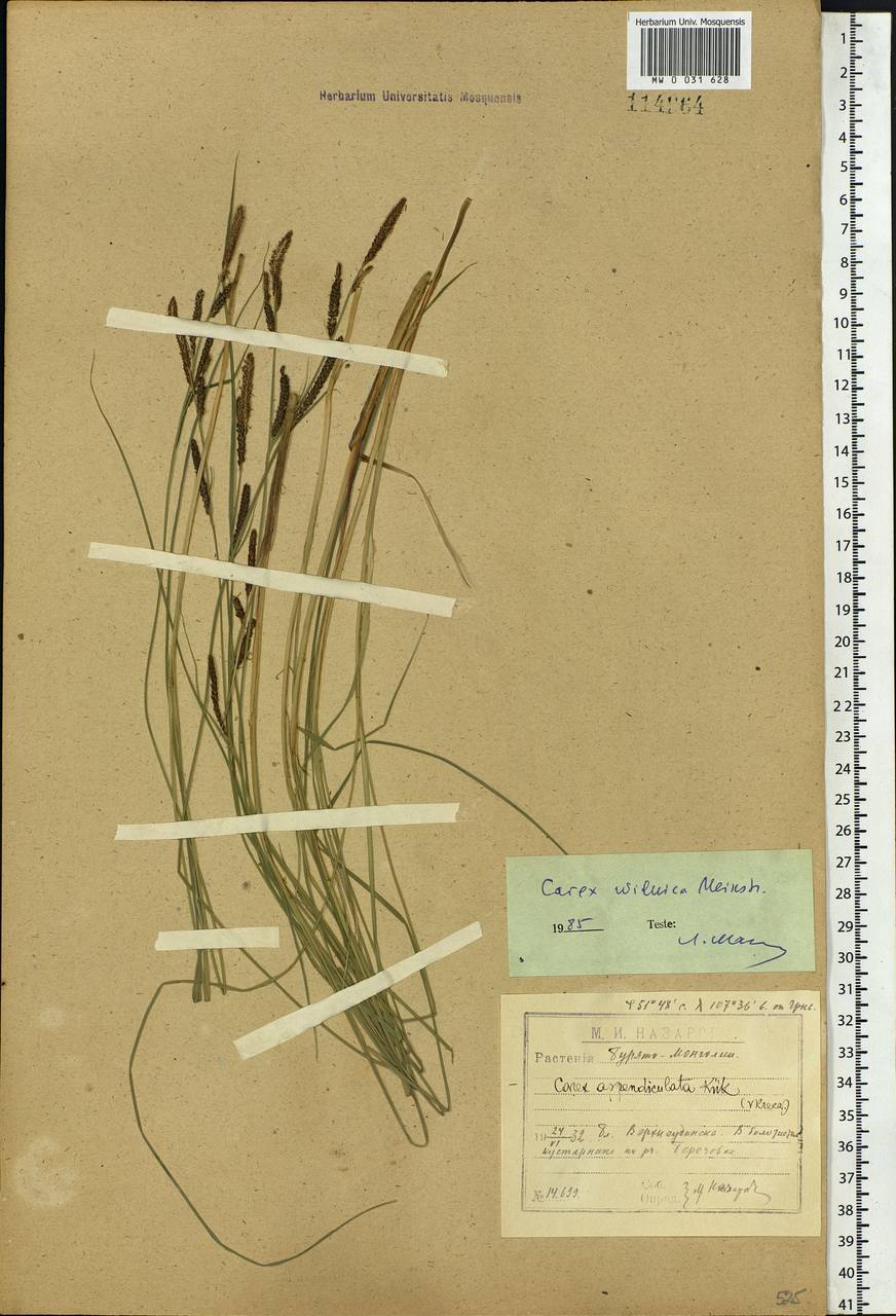 Carex nigra subsp. juncea (Fr.) Soó, Siberia, Baikal & Transbaikal region (S4) (Russia)