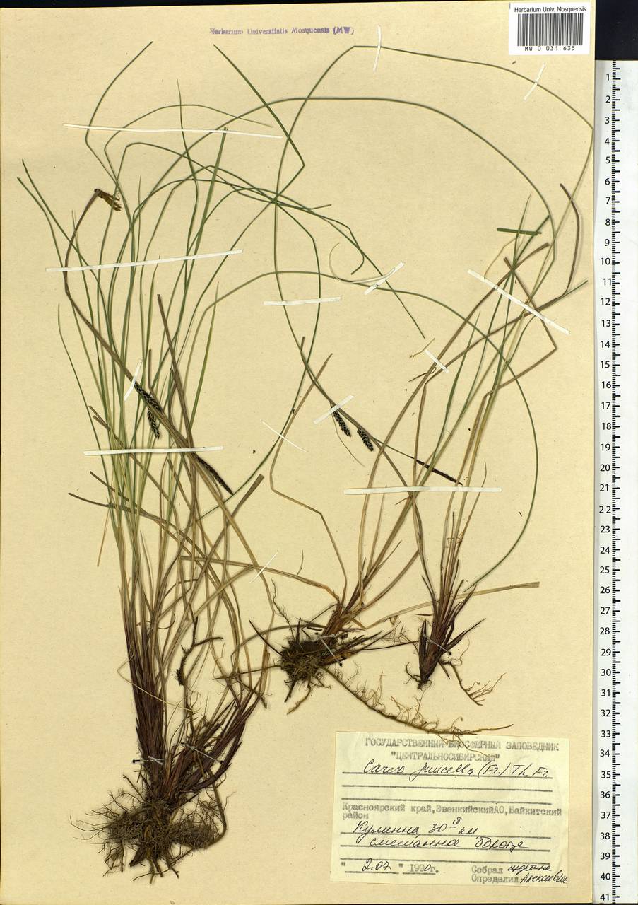 Carex nigra subsp. juncea (Fr.) Soó, Siberia, Central Siberia (S3) (Russia)