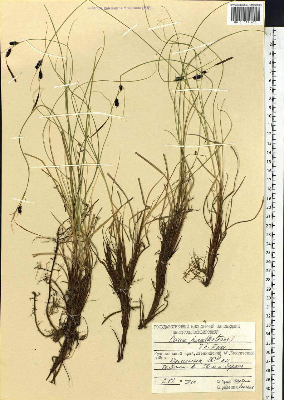Carex nigra subsp. juncea (Fr.) Soó, Siberia, Central Siberia (S3) (Russia)